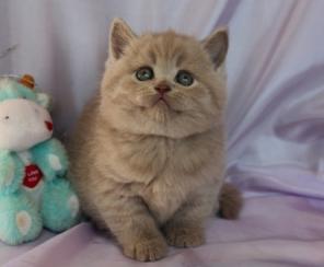 Британские котята лилового окраса!