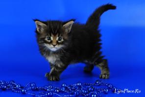 Котята мейн-кун предлагаются, питомник LynxPlace
