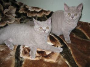 Британские короткошерстные клубные котята Fed.Internat.Feline-FIFE