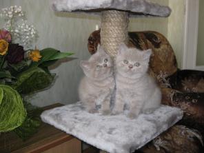 Британские короткошерстные клубные котята Fed.Internat.Feline-FIFE