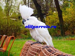 Белохохлый какаду (Cacatua alba) - ручные птенцы из питомников ФРГ. Документы CITES.