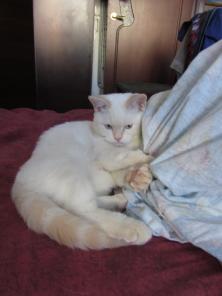 Шотландский котик красавец color point
