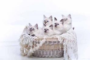Продаются невские маскарадные котята из питомника "Невская Маска"