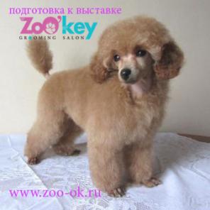  ,       ,      ZoO"key! !