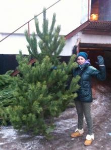 Новогодние ели и сосны оптом и в розницу