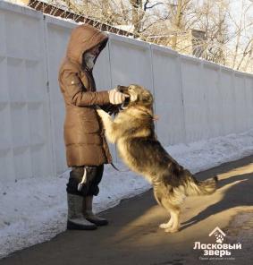 Ищет хозяина и любящую семью Фиджет.