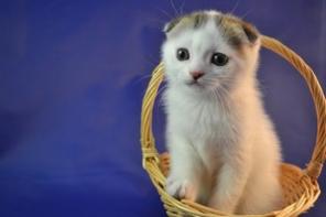 Вислоухие , британские, сфинкс, манчкин котята