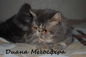 Экзотическая кошечка