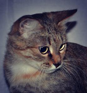 Философия кошки