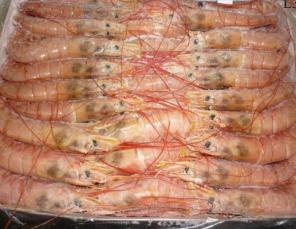 Креветка красная и морепродукты оптом