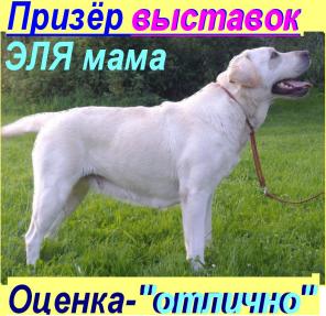  ,  .  .   24/11/2012. / .