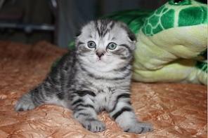 Вислоухие плюшевые и британские шоу котята