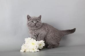 Клубные голубые британские котята