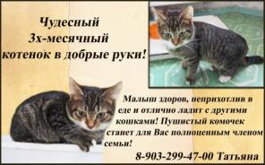 Отдам котенка в добрые руки