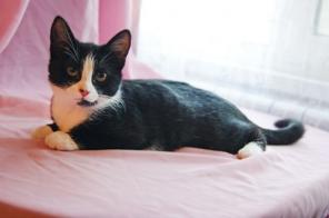 Котенок-обнимашка и целовашка! 6 мес в дар