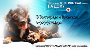 Прививки вакцинация собак, щенков кошек и котят. Выезд на дом в Волгограде и Волжском