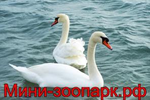 Лебеди