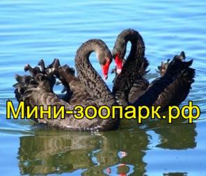 Лебеди