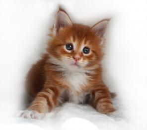 КОТЯТА МЕЙН КУН.