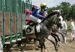 Продажа лошадей horses for sale