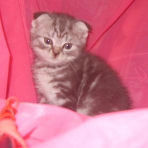 Котики скоттиш фолды окраса черный мрамор на серебре