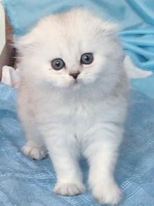 Продаю шотландских котят