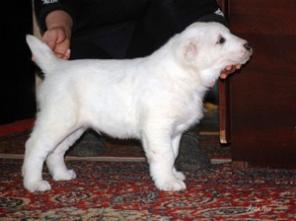 ������ �����