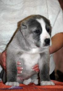 ������ �����