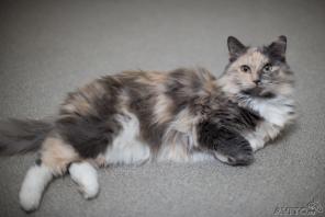 Чудесная кошечка Веста