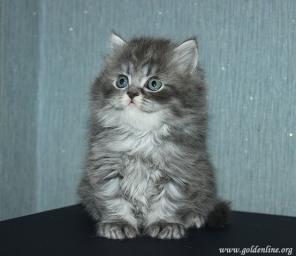 Шотландские вислоухие и прямоухие котята