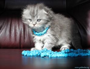 Шотландские вислоухие и прямоухие котята