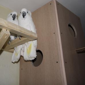 Какаду(молуккский,альба,тритон).