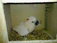 Какаду(молуккский,альба,тритон).