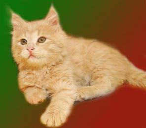 Сибирский котик от Чемпионов