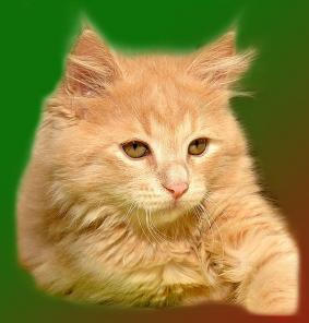 Сибирский котик от Чемпионов
