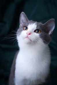 Котенок Дарик в добрые руки