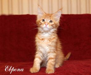 Чистокровные Котята Мейн Кун!