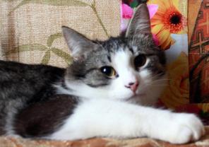 Гоша – котик-подросток ищет свою семью. В дар.