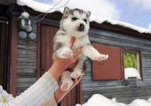 Кому Хаски нъннада?