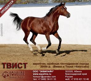 Продается Арабский чистокровный жеребец Твист