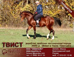 Продается Арабский чистокровный жеребец Твист
