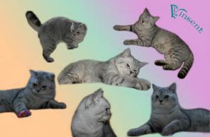 Жених для британской кошечки