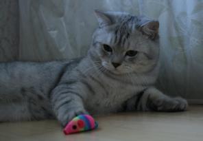 Жених для британской кошечки
