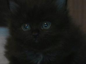 КРАСИВЫЕ КОТЯТА
