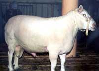 Продаем мясо барана, ягненка, живых баранов, ягнят.