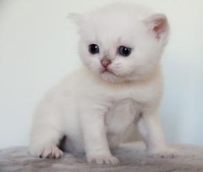Шотландские шиншиллы