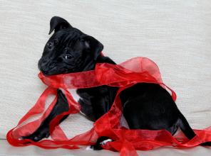 продам щенка стаффордширского бультерьера