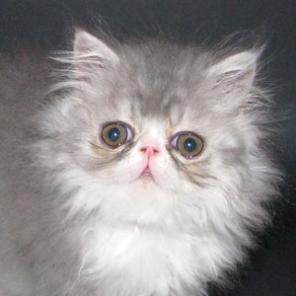 Продается персидский котик, 3 месяца