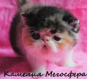 Персидские и экзотические котята