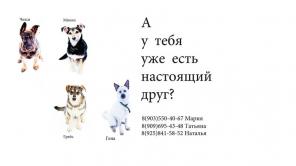 Лохматый-хвостатый спецназ разыскивает самых лучших хозяев